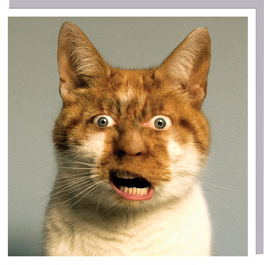 funny cat human face