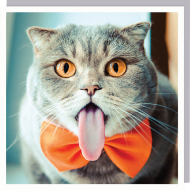 funky quirky unusual modern cool card cards greetings greeting original classic wacky contemporary art humorous 1000-words cat bowtie tongue funny U-Studio photographic