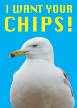 funky quirky unusual modern cool card cards greetings greeting original classic wacky contemporary art illustration photographic distinctive vintage retro toypincher humourous funny seagull chips brighton