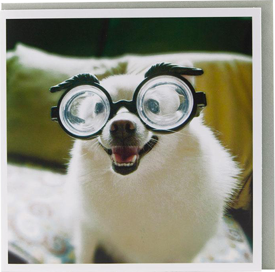 Dog with Glasses Malarkey Cards