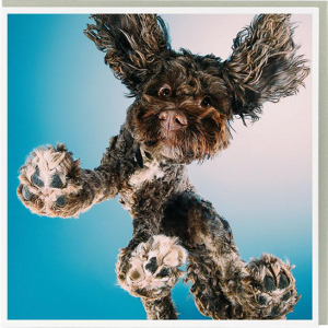funky quirky unusual modern cool card cards greetings greeting birthday malarkey original classic wacky contemporary art illustration photographic distinctive vintage retro cartoon U-Studio funny rude humorous 1000 words dog from below animals
