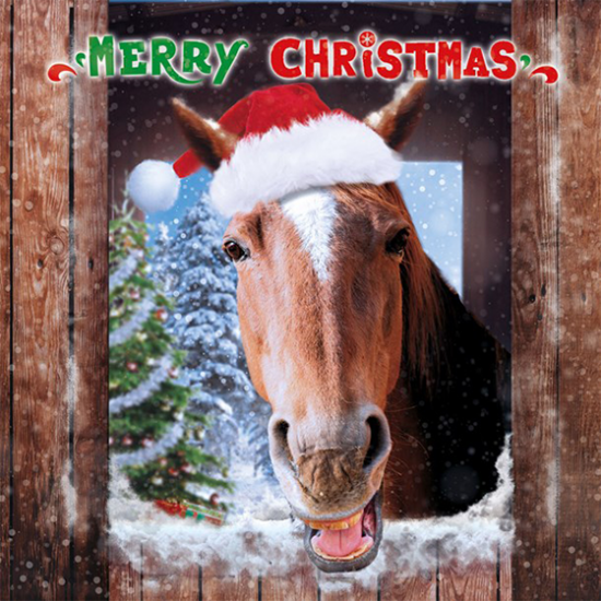 funky quirky unusual modern cool card cards greetings greeting original classic wacky contemporary art illustration photographic distinctive vintage retro Christmas xmas Tracks humourous funny cute charity packs malarkey xj128 horse cancer Marie curie