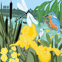 Malarkey Cards Brighton sell funky quirky unusual modern cool original classic wacky contemporary art illustration photographic distinctive vintage retro funny rude humorous birthday seasonal greetings cards Art File Kate Heiss Nature Trail kingfisher and dragonfly