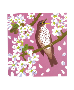 Malarkey Cards Brighton sell funky quirky unusual modern cool original classic wacky contemporary art illustration photographic distinctive vintage retro funny rude humorous birthday seasonal greetings cards Art Angels song thrush carry akroyd